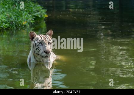 Weißer bengalischer Tiger (Panthera Tigris Tigris), der im Teich schwimmt. Stockfoto