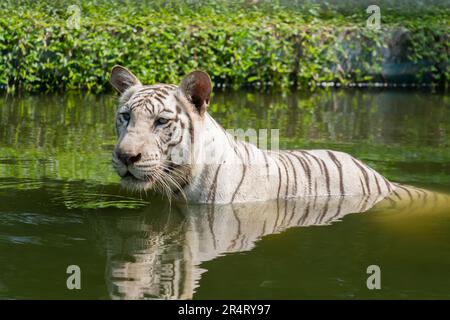 Weißer bengalischer Tiger (Panthera Tigris Tigris), der im Teich schwimmt. Stockfoto