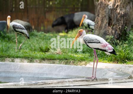 Der Gelbschnabelstorch (Mycteria ibis), manchmal auch Holzstorch oder Holzstorch genannt. Stockfoto