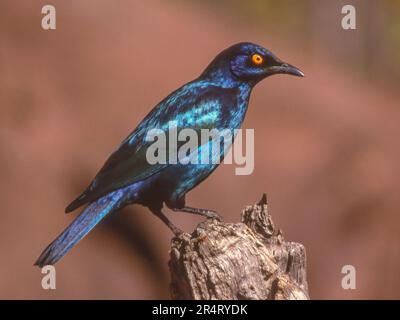 Das Cape Glossy Starling (Lamprotornis nitens ) findet sich im südlichen Afrika, wo es in Wäldern, Buschveld und Vororten lebt. Stockfoto