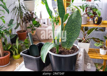 schefflera indoor plants 120cm Real Touch Climbing Schefflera / Umbrella Plant in White Pot