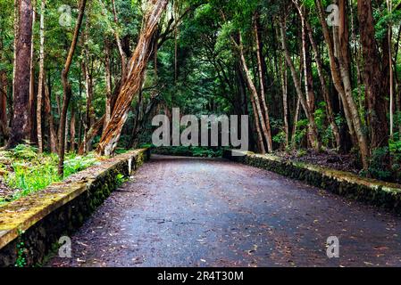 Pfad durch das Waldreservat Mata da Serreta auf der Insel Terceira, Azoren, Portugal Stockfoto