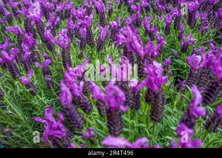 Vollbildaufnahme mit vielen violetten Lavendelblumen Stockfoto