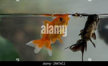 Goldfische Orange und schwarz bunte Fische im Aquarium Stockfoto