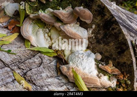 Großer weißer und brauner Halterungspilz, der auf einem toten Baum wächst: Longmede Copse, in der Nähe von Hawkley, Hampshire, Großbritannien Stockfoto