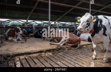 Schwarz-weiße Kühe in der Scheune auf niederländischem Bauernhof in holland Stockfoto