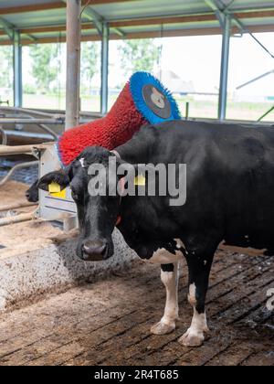 Die schwarz-weiß gefleckte Kuh verwendet einen Pinsel, um Kratzer auf der niederländischen Farm in holland zu entfernen Stockfoto