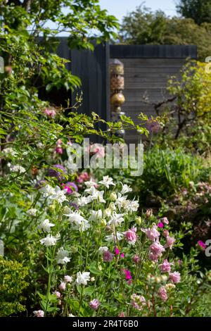 Ein dreckiger Bettkopfgarten in Pinner, London mit Steingarten. Aquilegienblüten im Vordergrund. Eco Garden Studio mit schwarzer und Zedernverkleidung. Stockfoto