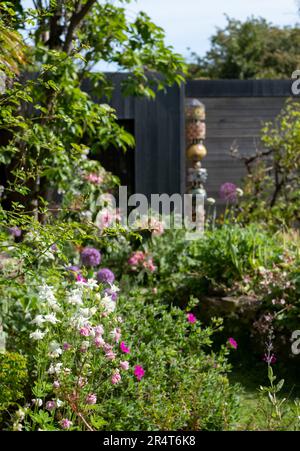 Ein dreckiger Bettkopfgarten in Pinner, London mit Steingarten. Aquilegienblüten im Vordergrund. Eco Garden Studio mit schwarzer und Zedernverkleidung. Stockfoto