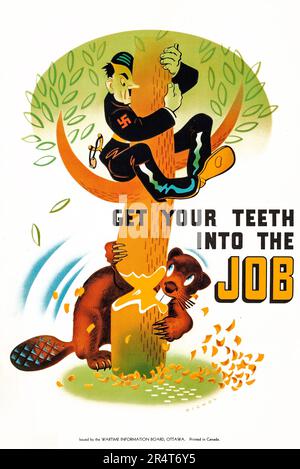 Kanadische Propaganda aus dem Zweiten Weltkrieg (Wartime Information Board, c. 1941) kanadisches Poster - „Get Your Tooth in the Job“ Robert Nichol Artwork Meisterleistung Hitler und ein Biber Stockfoto