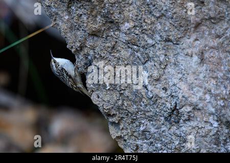 Gewöhnlicher Treecreeper oder Certhia brachydactyla, steht auf einer Felswand Stockfoto