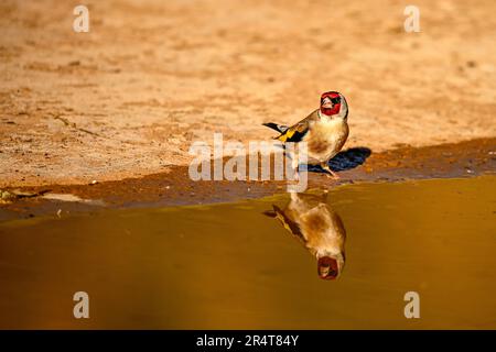 Goldfinch oder Carduelis carduelis, im goldenen Teich reflektiert Stockfoto