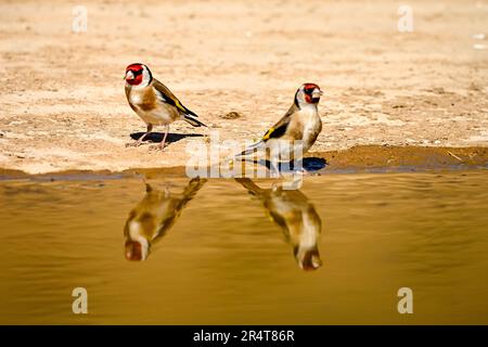 Goldfinch oder Carduelis carduelis, im goldenen Teich reflektiert Stockfoto