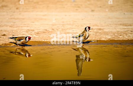 Goldfinch oder Carduelis carduelis, im goldenen Teich reflektiert Stockfoto