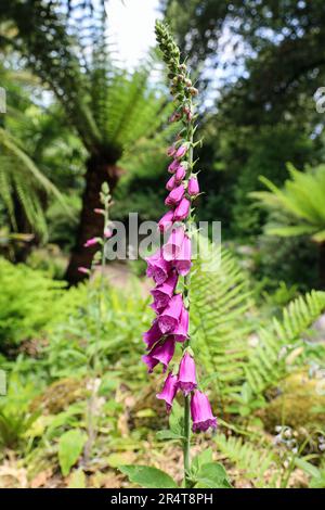 Nahaufnahme eines Fox Glove auf dem Fern Dell and Pets Cemetery in der Ecke der formellen Gärten am Mount Edgcumbe Estate auf der Rame Penisula im Süden Stockfoto