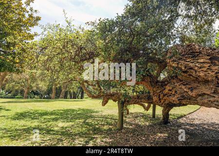 Ein Cork Oak Tree im English Garden im Mount Edgcumbe Park im Südosten Cornwalls Stockfoto