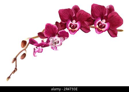 Orchideenblütenzweig mit Knospen und Blüten. Aquarell botanische Illustration isoliert auf weiß für Karten, Einladung, Stockfoto