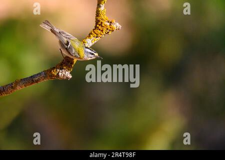 Firerest oder Regulus ignicapilla, hoch oben auf einem Zweig Stockfoto