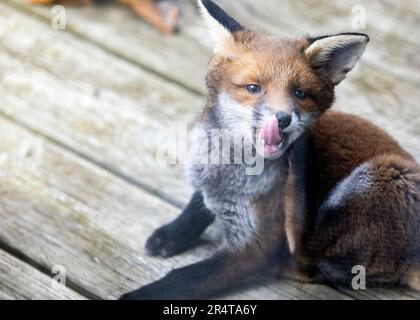 Red Fox Cub spielt in einem Garten in Southend-on-Sea, Essex © Clarissa Debenham (Film Free Photography) / Alamy Stockfoto