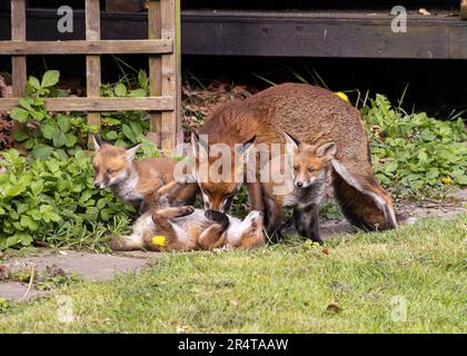 Drei Red Fox Cubs und Mutter spielen in einem Garten in Southend-on-Sea, Essex © Clarissa Debenham (Film Free Photography) / Alamy Stockfoto