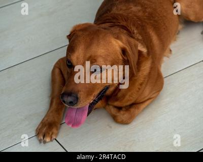 Labrador Retriever liegt zu Hause und ruht sich aus, nachdem er draußen gespielt hat Stockfoto