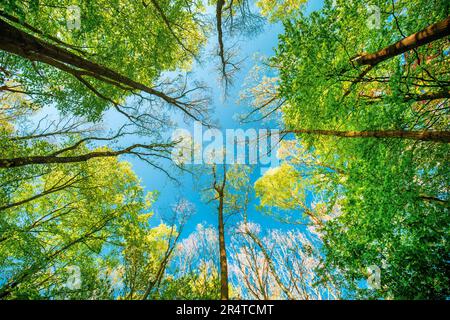 Blauer Himmel aus grünem Wald an einem Sommertag in Dänemark Stockfoto