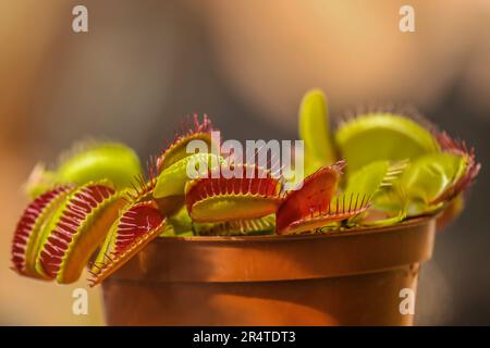 Eine fleischfressende Pflanze, bekannt als Venus-Fliegenfalle Stockfoto
