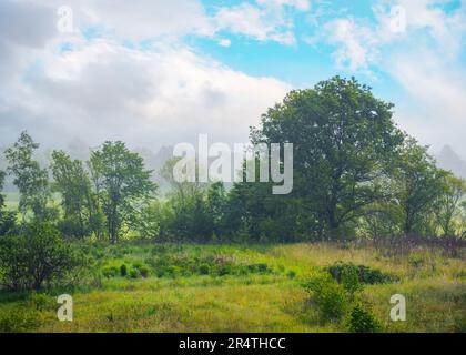 Neblige Landschaft bei Sonnenaufgang. Bäume und Graswiesen sind im Nebel. Mysteriöses bewölktes Wetter Stockfoto