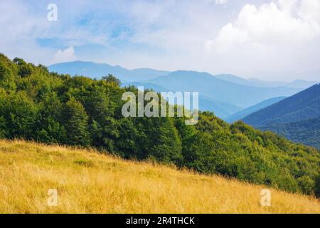 forested landscape of ukrainian mountains in summer. countryside scenery with green beech trees on the grassy hills and meadows in afternoon light. sv Stockfoto