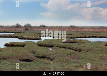 Delta Evros Nationalpark, Evros Thraki Griechenland Stockfoto