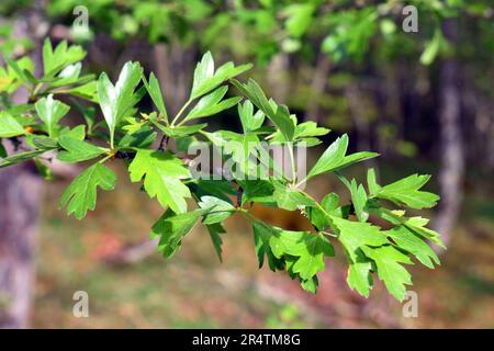 Detailansicht der Blätter des Weissdorns (Crataegus monogyna) Stockfoto
