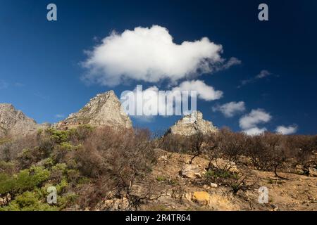 Wolken über der 12 Apostles Mountain Range, auf dem Tafelberg, Kapstadt, mit Pflanzen, die durch wilde Brände im Vordergrund beschädigt wurden. Stockfoto