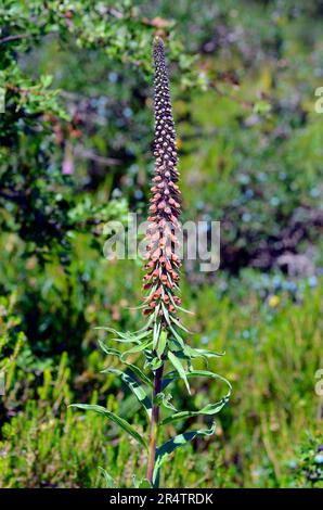 Die Blüten des kleinblütigen Fuchshandschuhs (Digitalis parviflora). Es handelt sich um eine giftige Pflanze, die in Nordspanien endemisch ist. Stockfoto