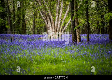 Ein Feld des Common English Bluebells Hyacinthoides ohne Schriftzug in der ruhigen Gegend; historisches Parc Lye Gebiet in Enys Gardens in Penryn in Cornwall im Vereinigten Königreich. Stockfoto