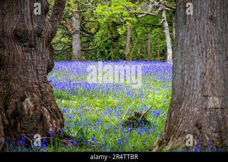 Ein Feld des Common English Bluebells Hyacinthoides ohne Schriftzug in der ruhigen Gegend; historisches Parc Lye Gebiet in Enys Gardens in Penryn in Cornwall im Vereinigten Königreich. Stockfoto