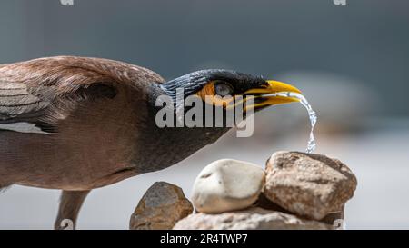 Isoliertes Nahporträt eines einzelnen reifen gewöhnlichen/indischen Mynaflügels in häuslicher Umgebung - Rehovot Israel Stockfoto