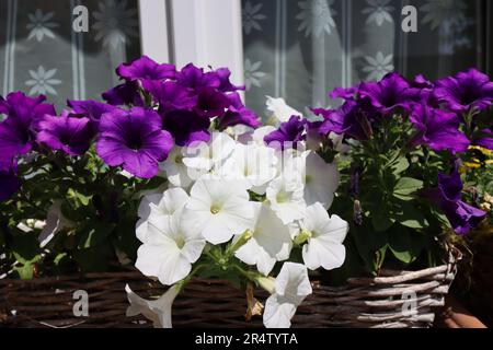 drainagevlies blumenkasten Drainagevlies 120 g/m online kaufen