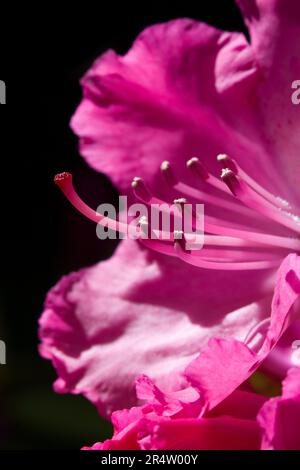 Rhododendron Head Roseum Elegans Nahaufnahme Stockfoto