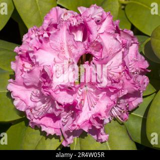 Rhododendron Head Roseum Elegans Stockfoto