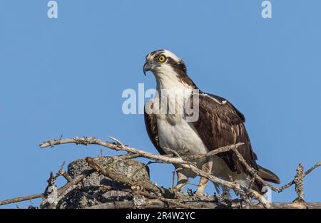 Fischadler (Pandion haliaetus) auf dem Nest zum Schutz der Küken und zur Bewachung der Raubtiere im Frühjahr Stockfoto