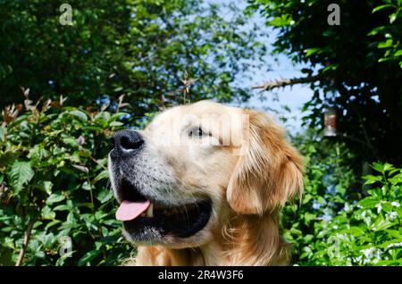 Golden Retriever Hund genießt die Frühlingssonne in einem Landgarten in Großbritannien Stockfoto