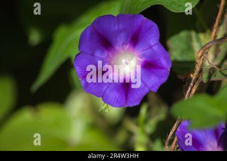 Morgengloria Ipomoea purpurea 14432 Stockfoto