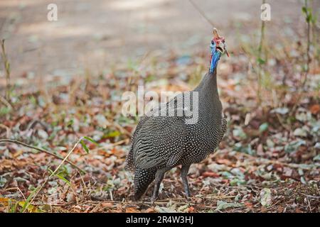 Guineafowl Numida meleagris 14942 Stockfoto