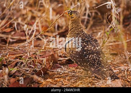 Sandgrouse Pterocles bicinctus 15079 mit Doppelband Stockfoto