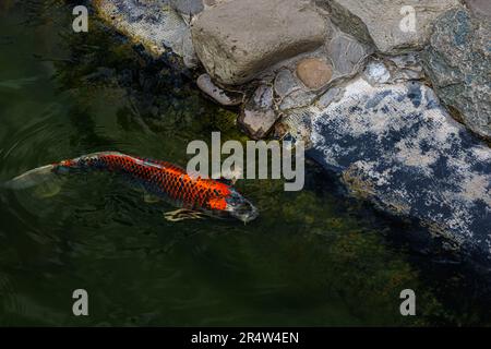 Ein einsamer Karpfen schwimmt am Ufer. Koi-Karpfen sind Zierfische. Stockfoto