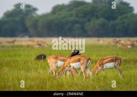 Wilder männlicher Erpresser oder Antilope Cervicapra oder indische Antilopen Gesicht Körper optische Täuschung in der Familienherde im natürlichen grünen velavadar Nationalpark Stockfoto