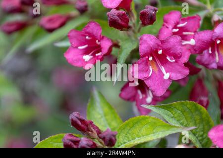 Weigela Bristol rubinrote Blumen im Garten Ungarns. Wunderschöne Weigela-Blumen vor dem Hintergrund. Stockfoto