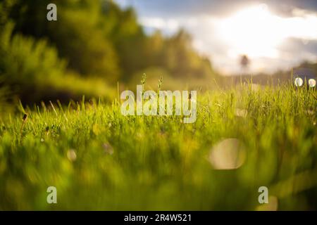 Feld mit weißen und gelben Löwenzahnblumen. Wiese mit gelben Löwenzahnen. Frühlingshintergrund mit gelben Löwenzahnen. Flauschige Löwenzahnblume dagegen Stockfoto