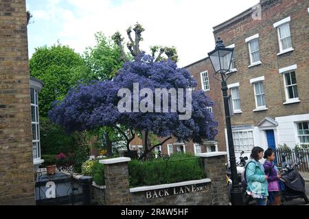 Eine Wohnszene, Hampstead London im Mai 2023 mit einem Ceanothus-Baum in Form eines Baldachins und einem altmodischen Lampfahl mit historischen Häusern Stockfoto