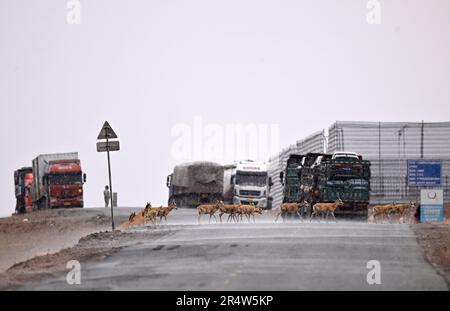 (230530) -- HOH XIL, 30. Mai 2023 (Xinhua) -- Schwangere tibetische Antilopen bewegen sich über die Qinghai-Tibet-Autobahn im Schnee in Hoh XIL, Nordwestchina-Provinz Qinghai, 25. Mai 2023. Eine wachsende Zahl von schwangeren tibetischen Antilopen wandert nach Angaben des Verwaltungsbüros der Reserve in das Herz des nordwestchinesischen Naturreservats Hoh XIL, um zu gebären. Jedes Jahr beginnen Zehntausende von schwangeren tibetischen Antilopen ihre Migration nach Hoh XIL im Mai, um zu gebären und Ende Juli mit ihren Nachkommen zu gehen. Unter dem erstklassigen Staatsschutz in China, der Once-enda Stockfoto